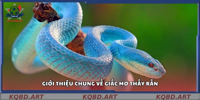 Tìm hiểu chung về giấc mơ thấy rắn