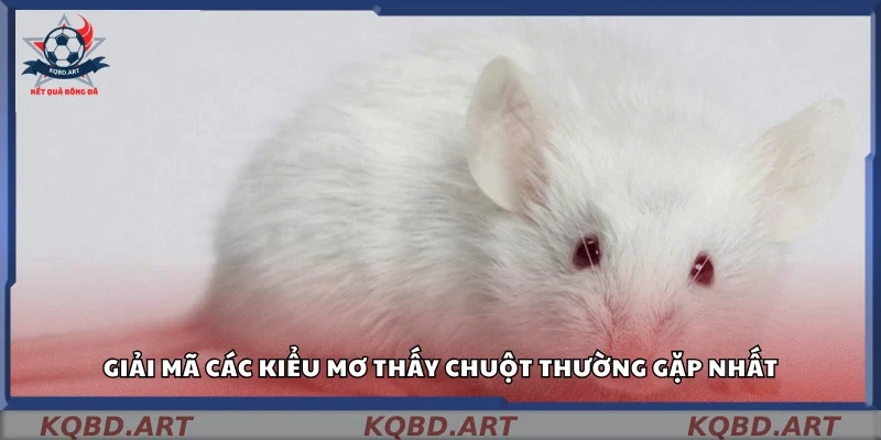 Những trường hợp hay mơ thấy chuột